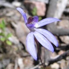 Cyanicula caerulea (Blue Fingers, Blue Fairies) at Molonglo Valley, ACT - 15 Oct 2022 by MatthewFrawley