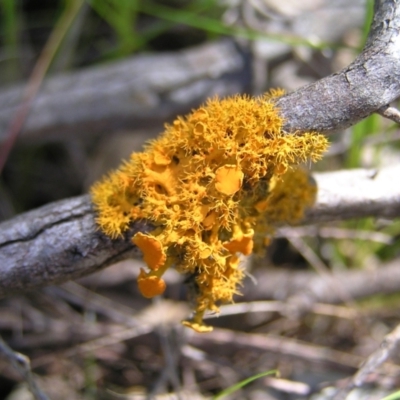 Teloschistes sp. (genus) (A lichen) at Molonglo Valley, ACT - 15 Oct 2022 by MatthewFrawley