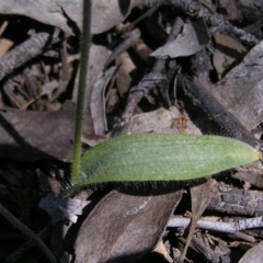 Glossodia major at Stromlo, ACT - suppressed