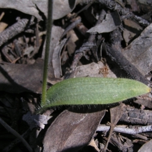 Glossodia major at Stromlo, ACT - suppressed