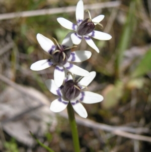 Wurmbea dioica subsp. dioica at Stromlo, ACT - 15 Oct 2022