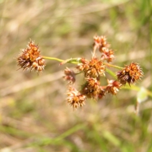 Luzula densiflora at Stromlo, ACT - 15 Oct 2022