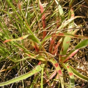 Luzula densiflora at Stromlo, ACT - 15 Oct 2022