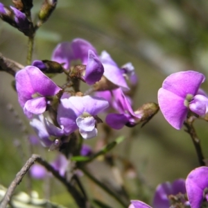 Glycine clandestina at Stromlo, ACT - 15 Oct 2022