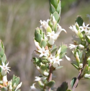 Brachyloma daphnoides at Stromlo, ACT - 15 Oct 2022