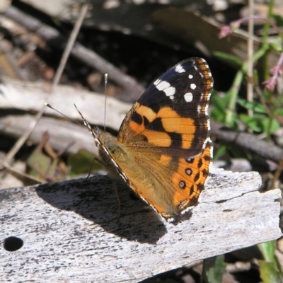 Vanessa kershawi (Australian Painted Lady) at Stromlo, ACT - 15 Oct 2022 by MatthewFrawley