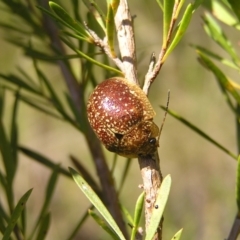 Paropsis variolosa (Variolosa leaf beetle) at Stromlo, ACT - 15 Oct 2022 by MatthewFrawley