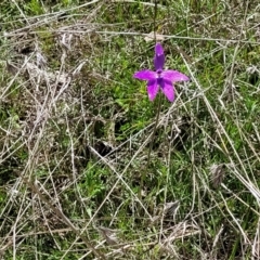 Glossodia major at Forde, ACT - 15 Oct 2022