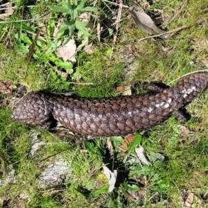 Tiliqua rugosa at Forde, ACT - 15 Oct 2022