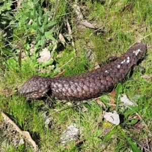 Tiliqua rugosa at Forde, ACT - 15 Oct 2022