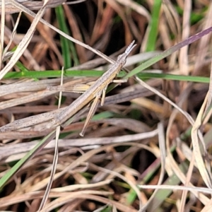 Keyacris scurra at Forde, ACT - 15 Oct 2022