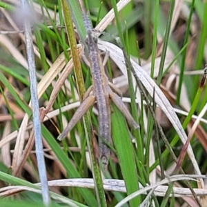 Keyacris scurra at Forde, ACT - 15 Oct 2022