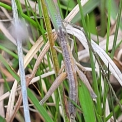 Keyacris scurra at Forde, ACT - 15 Oct 2022