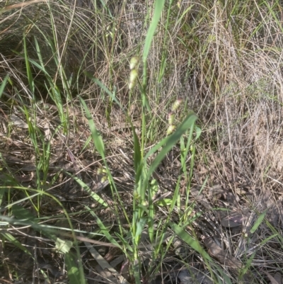 Briza maxima (Quaking Grass, Blowfly Grass) at Aranda, ACT - 15 Oct 2022 by lbradley
