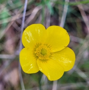 Ranunculus lappaceus at Forde, ACT - 15 Oct 2022