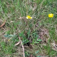 Ranunculus lappaceus at Forde, ACT - 15 Oct 2022