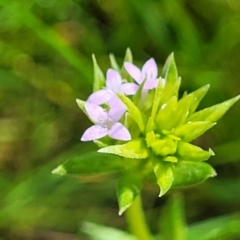 Sherardia arvensis (Field Madder) at Forde, ACT - 15 Oct 2022 by trevorpreston