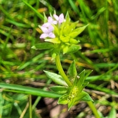 Sherardia arvensis at Forde, ACT - 15 Oct 2022