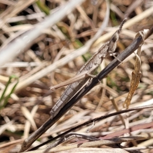 Keyacris scurra at Forde, ACT - 15 Oct 2022 02:30 PM