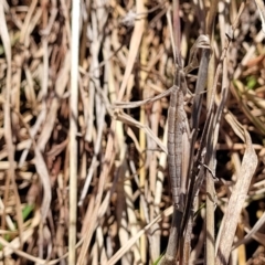 Keyacris scurra at Forde, ACT - 15 Oct 2022 02:30 PM