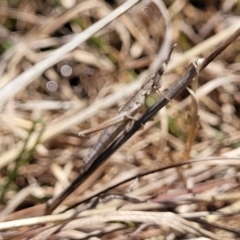 Keyacris scurra at Forde, ACT - 15 Oct 2022 02:30 PM