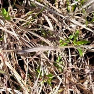 Keyacris scurra at Forde, ACT - 15 Oct 2022 02:30 PM