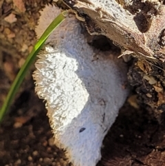 Schizophyllum commune at Forde, ACT - 15 Oct 2022 02:28 PM