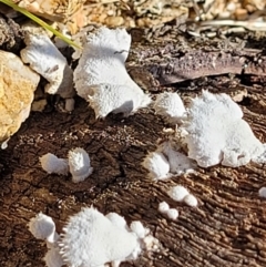 Schizophyllum commune at Forde, ACT - 15 Oct 2022 02:28 PM