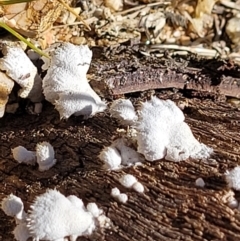 Schizophyllum commune at Forde, ACT - 15 Oct 2022 02:28 PM