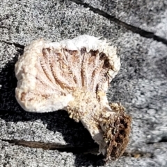 Schizophyllum commune at Forde, ACT - 15 Oct 2022 02:28 PM
