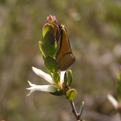 Philobota undescribed species near arabella (A concealer moth) at Stromlo, ACT - 15 Oct 2022 by MatthewFrawley