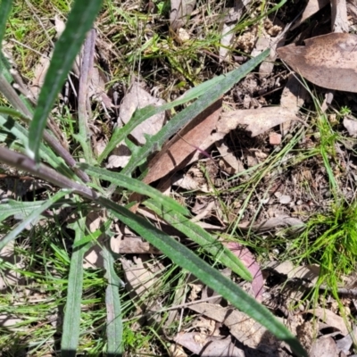 Senecio phelleus (Rock Fireweed) at Forde, ACT - 15 Oct 2022 by trevorpreston