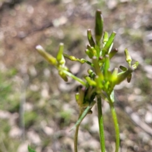 Senecio phelleus at Forde, ACT - 15 Oct 2022 02:18 PM