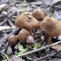 Inocybe sp. (Inocybe) at Throsby, ACT - 15 Oct 2022 by trevorpreston