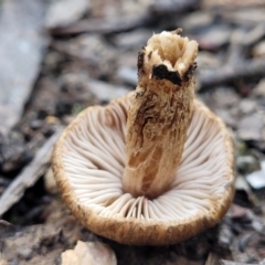 Inocybe sp. at Throsby, ACT - 15 Oct 2022