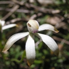 Caladenia ustulata (Brown Caps) at Stromlo, ACT - 15 Oct 2022 by MatthewFrawley