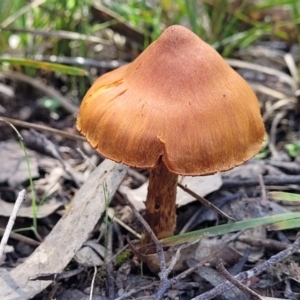 Cortinarius sp. at Throsby, ACT - 15 Oct 2022