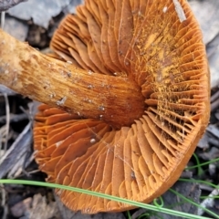 Cortinarius sp. at Throsby, ACT - 15 Oct 2022