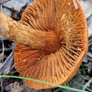 Cortinarius sp. at Throsby, ACT - 15 Oct 2022