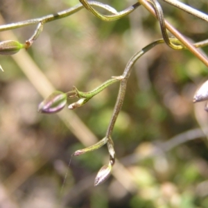 Thysanotus patersonii at Stromlo, ACT - 15 Oct 2022