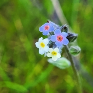 Myosotis discolor at Forde, ACT - 15 Oct 2022