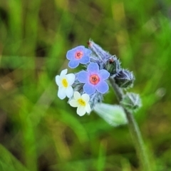 Myosotis discolor at Forde, ACT - 15 Oct 2022