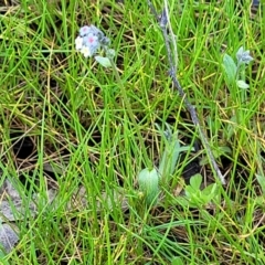 Myosotis discolor at Forde, ACT - 15 Oct 2022 02:05 PM