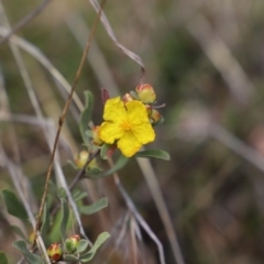 Hibbertia obtusifolia (Grey Guinea-flower) at Uriarra, NSW - 15 Oct 2022 by JimL