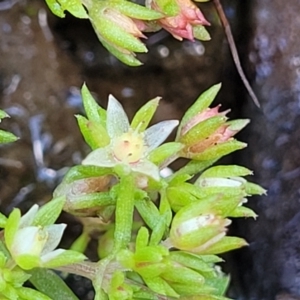 Crassula decumbens var. decumbens at Forde, ACT - 15 Oct 2022