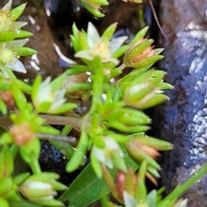 Crassula decumbens var. decumbens at Forde, ACT - 15 Oct 2022