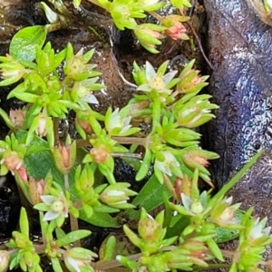 Crassula decumbens var. decumbens at Forde, ACT - 15 Oct 2022