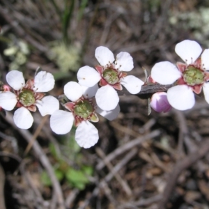 Gaudium multicaule at Stromlo, ACT - 15 Oct 2022