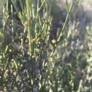 Omphacomeria acerba at Aranda, ACT - 15 Oct 2022