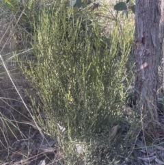 Omphacomeria acerba at Aranda, ACT - 15 Oct 2022